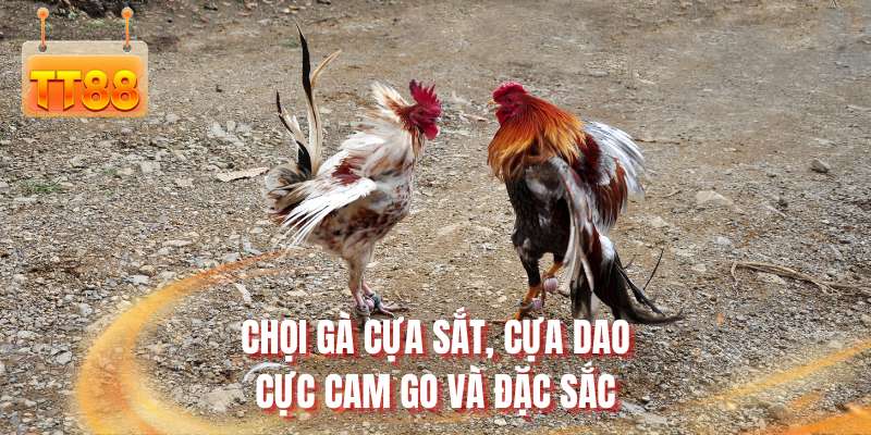 choi-ga-cua-sat-cua-dao-cuc-cam-go-va-dac-sac