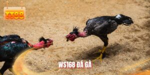 WS168 đá gà